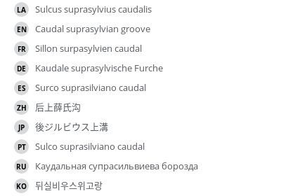 Translations